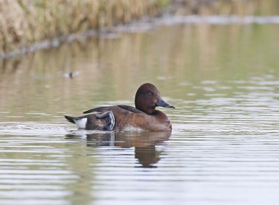 Witoogeend / Ferruginous Duck