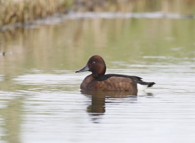 Witoogeend / Ferruginous Duck