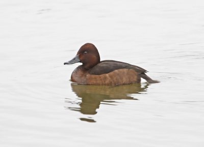 Witoogeend / Ferruginous Duck