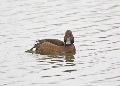 Witoogeend / Ferruginous Duck