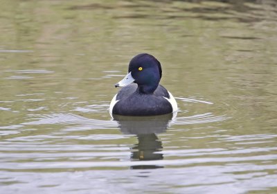 Kuifeend / Tufted Duck