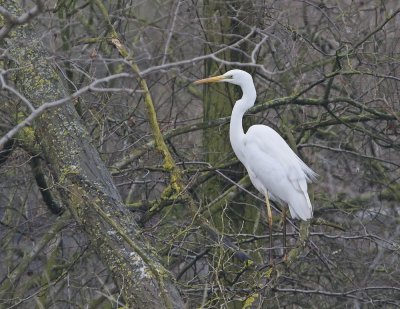 Grote Zilverreiger / Great White Egret