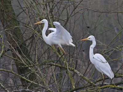 Grote Zilverreiger / Great White Egret