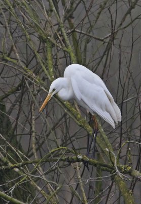 Grote Zilverreiger / Great White Egret