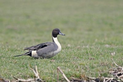 Pijlstaart / Northern Pintail