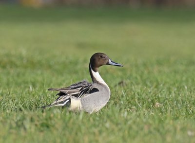 Pijlstaart / Northern Pintail