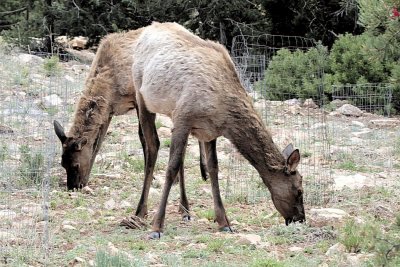 Two-heade Elk as Seen at the South Rim of the Grand Canyon