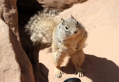 Grand Canyon OOH-AAH Point Squirrel Waiting For Food