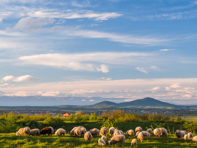 Sheep on abrat Hill