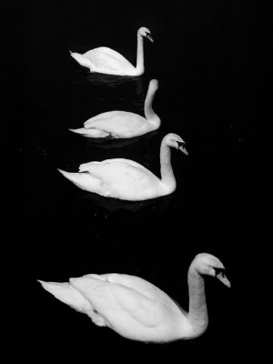 Streetlit swans, Carlow