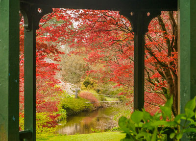 Japanese Maple, Mount Usher Gardens