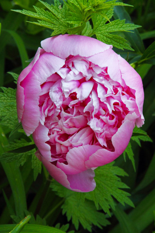 Pleasing Peony