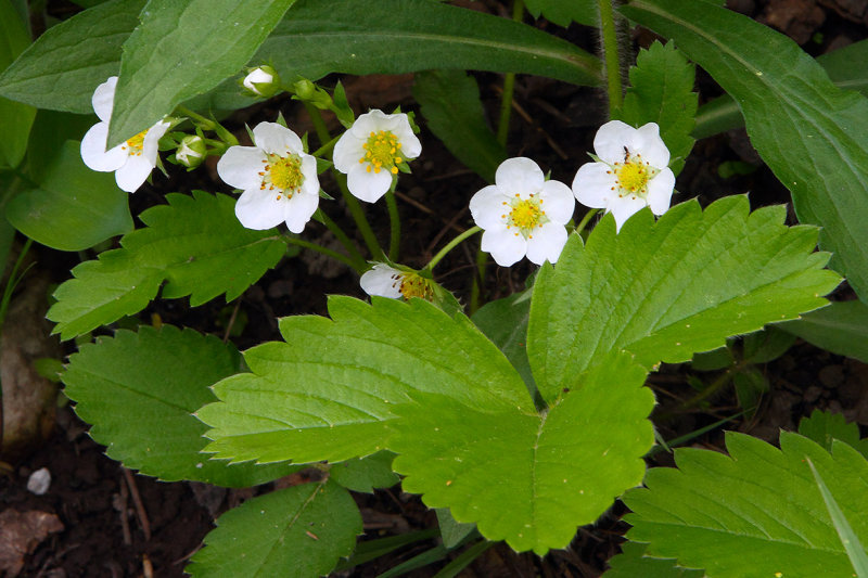 Tiny White