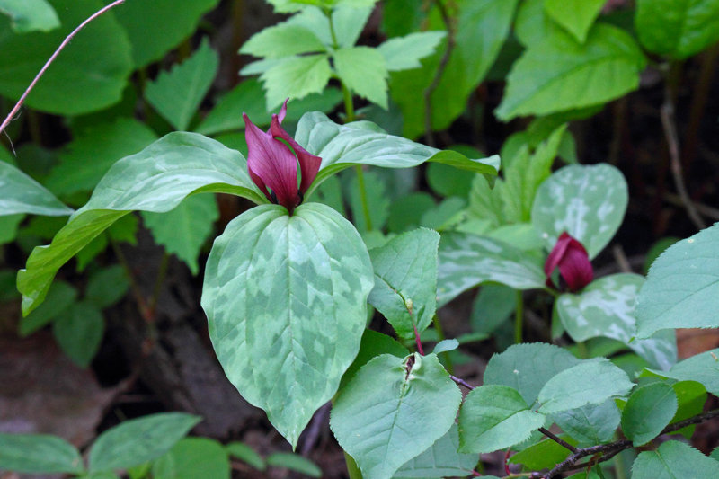 Flower Before the Shade