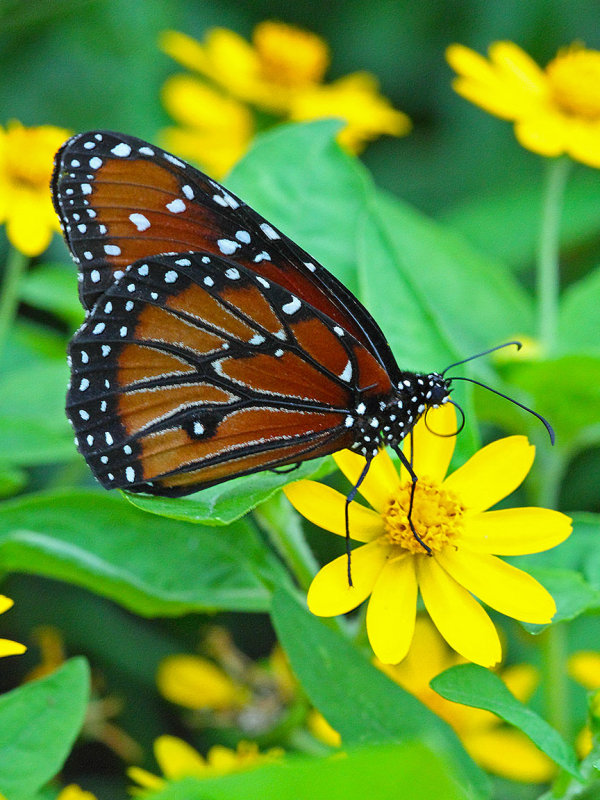 Royalty on a Flower