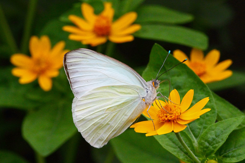 Butterfly Heaven
