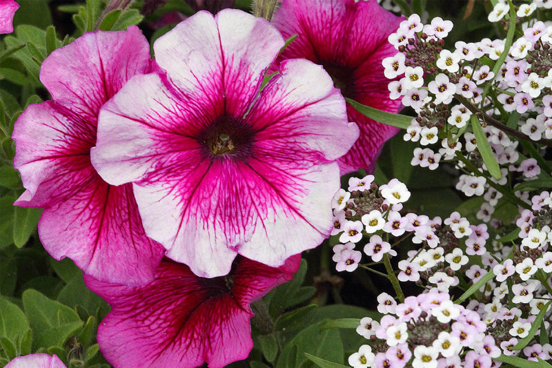 Flowers in the Garden