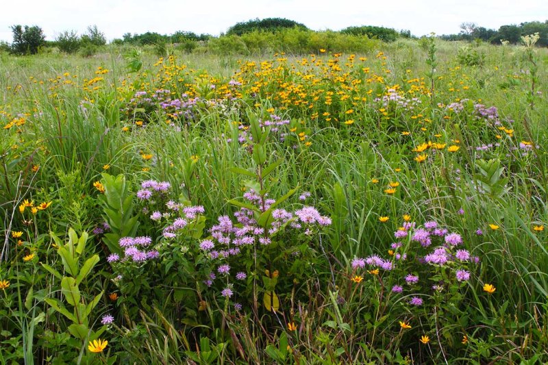 Prairie on the Rock