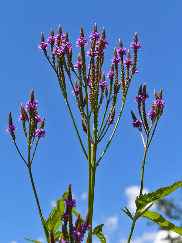 Reaching for the Blue 