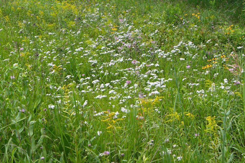 Wildflowers on the Prairie