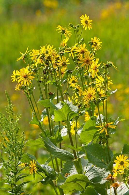 High Time on the Prairie