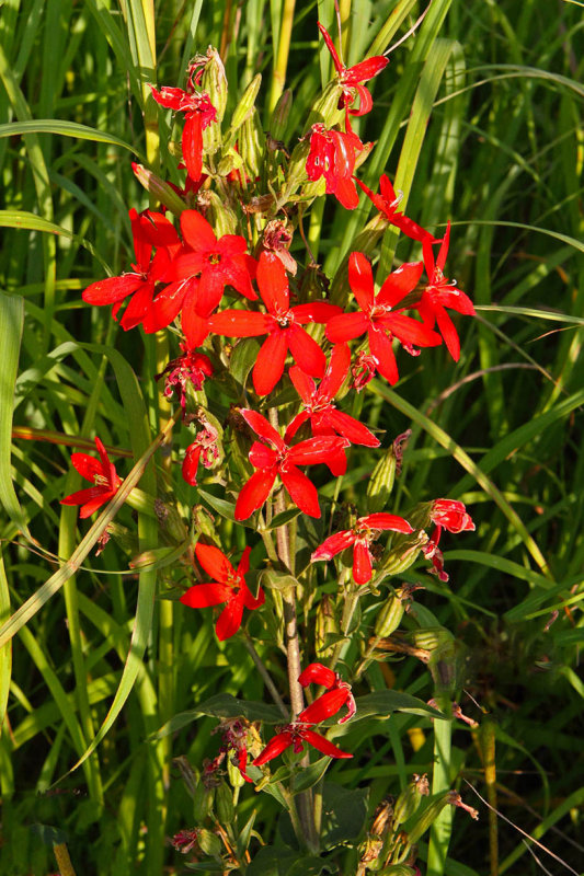 Star of the Prairie