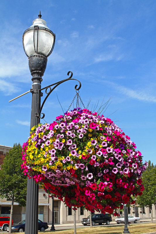 Flowers in the City