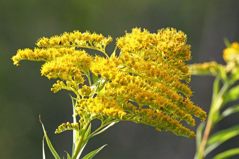 A Fall Flower