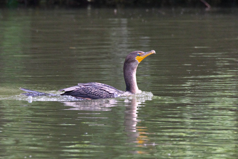 Surfing the River