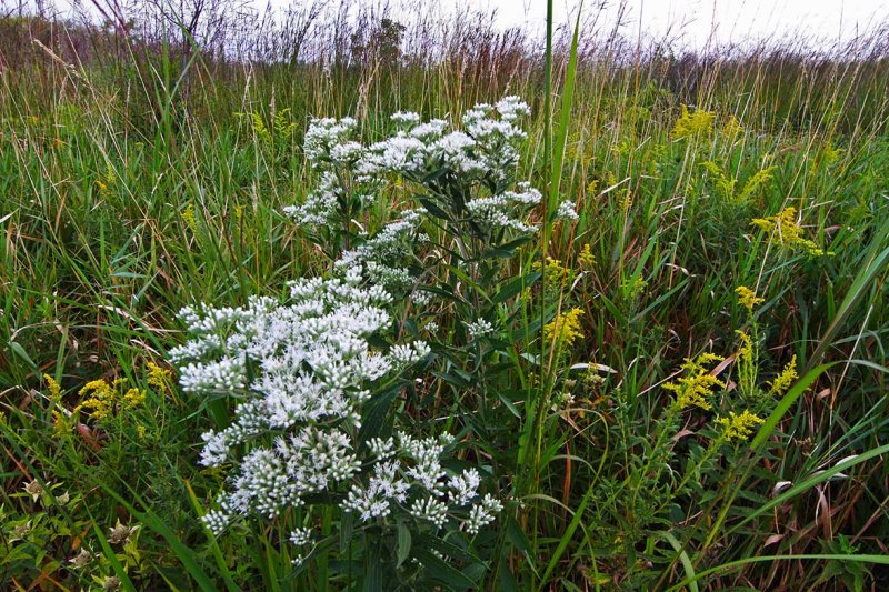 Late Season on the Prairie