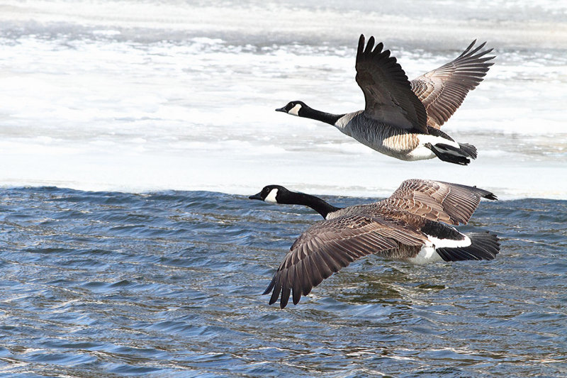 Gawking at Geese