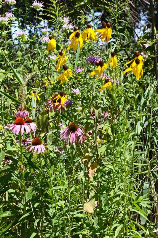 Natural Garden