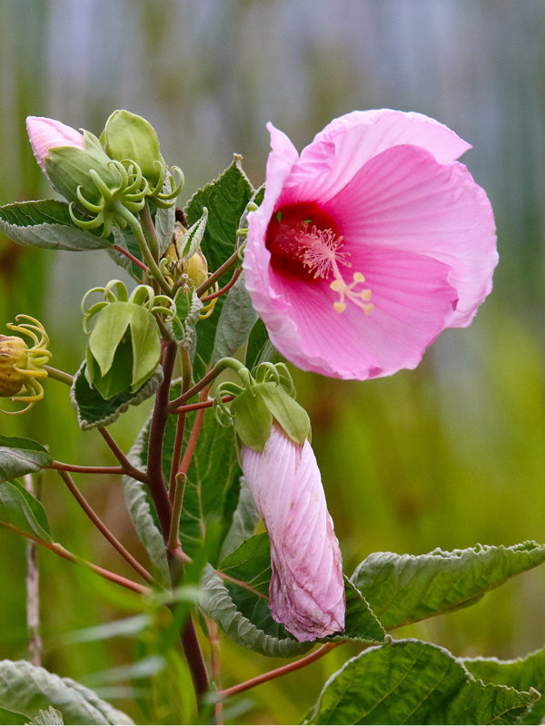 Pink by a Pond