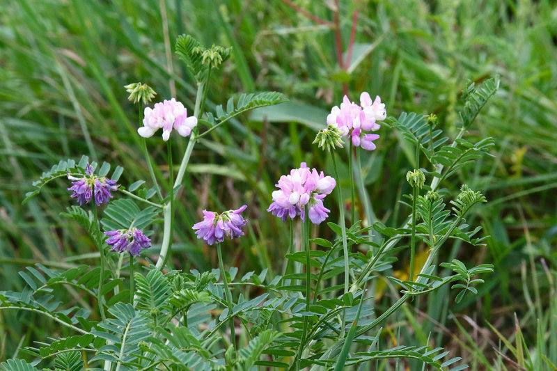 Clover in the Field