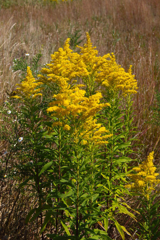 September Splendor