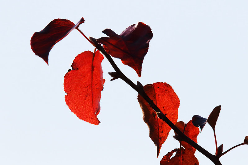 Leafing Through Fall