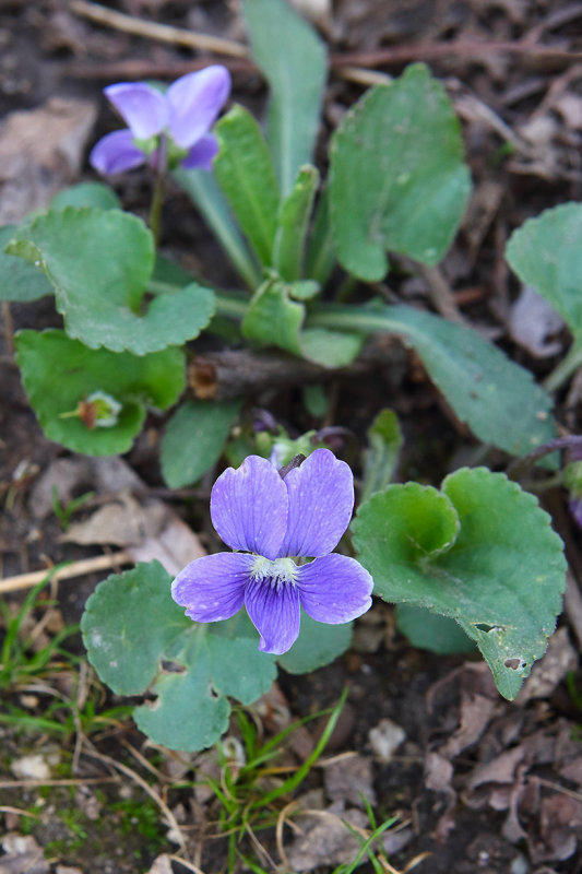 Pleased with Purple