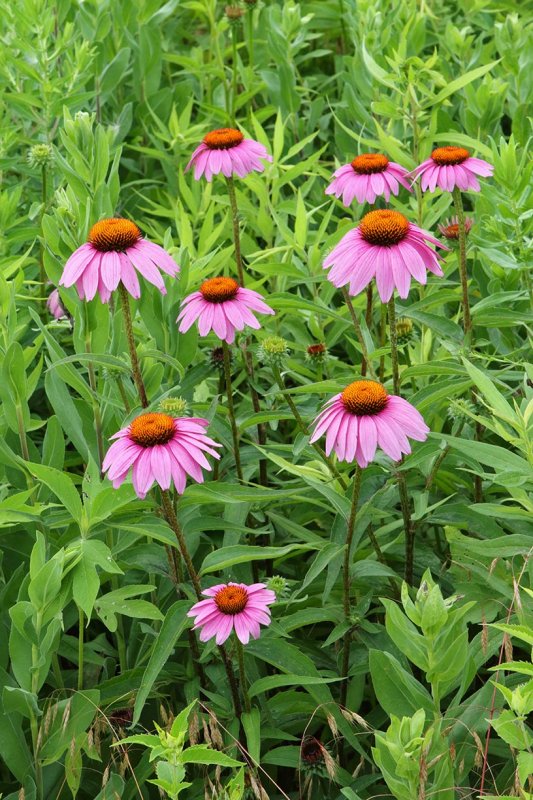 Purple Parasols 