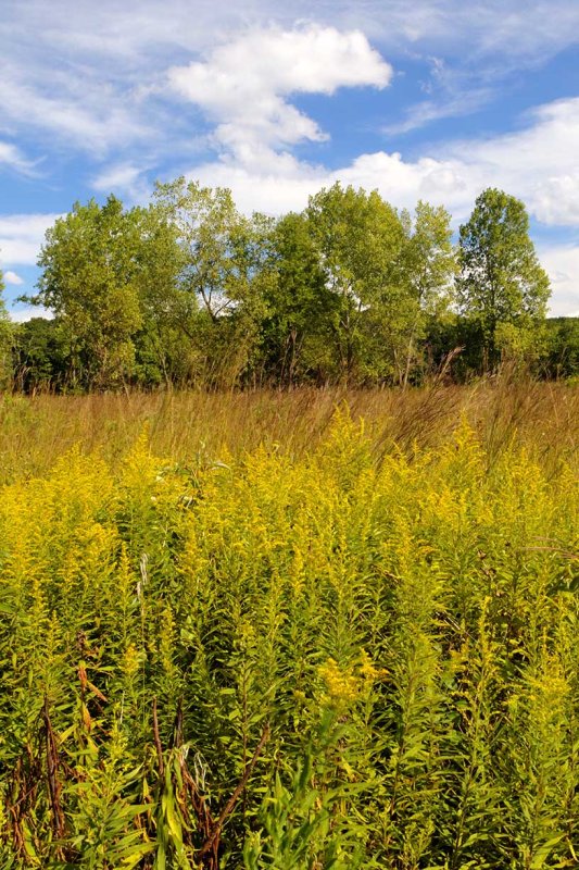 Landscape in Transition