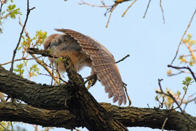 Owl Yoga