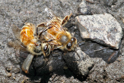 Battling Bees