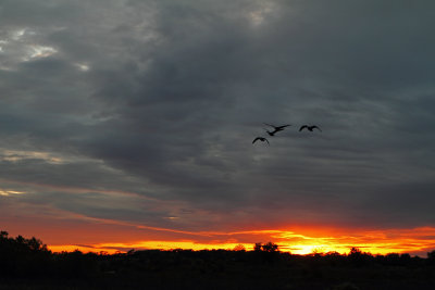 Escaping Sunset