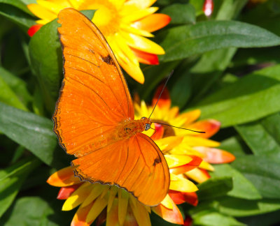 Orange on the Wing