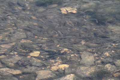 Safety Near Shore