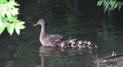 Getting Her Ducks in a Row