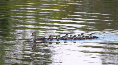 Large Family