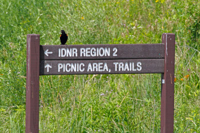 Big Mouth Blackbird