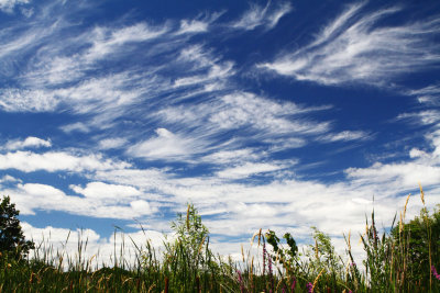 Cirrus in the Sky