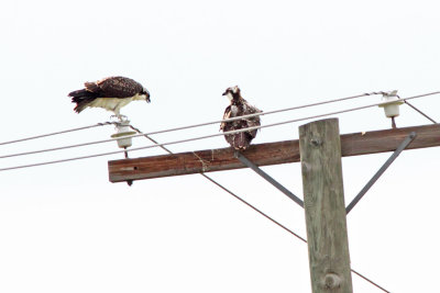 Fledgling Fliers