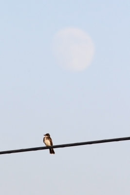 Bird Beneath the Moon